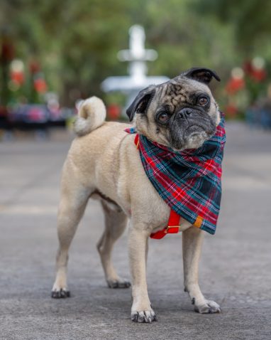 Pug dog posing and looking at camera for Pet Holiday Portrait in the park