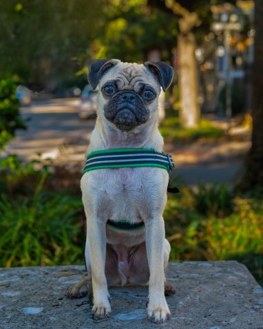 Pug sitting on a small wall in one of the squares in Savannah Georgia. Posed up for a pet portrait