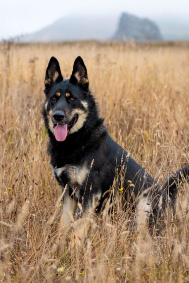 Germans Shepard sitting upright in a coastal area field of yellow and beige dried grasses. With a black coat and yellow markings and pink tongue