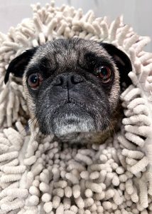 Pug-wrapped-in-nobbly-bathtowel-drying-after-pre-photosession-bath