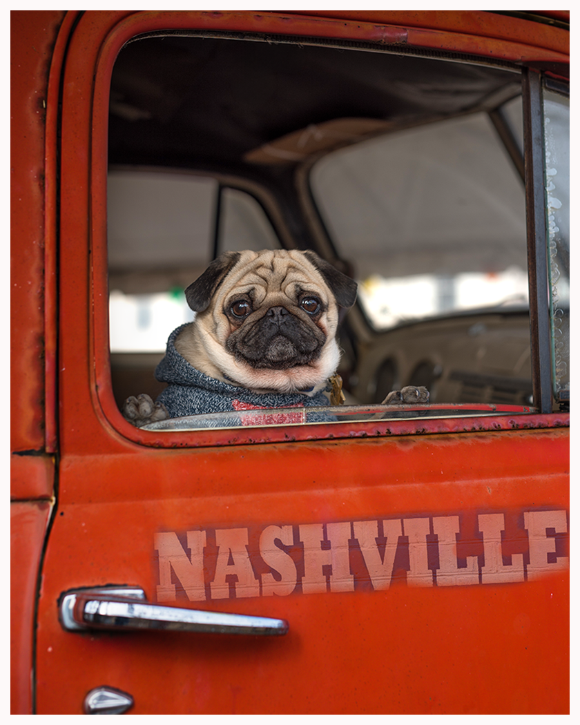Pet portrait of a Pug looking at camera from the cab of an old truck for photo shoot