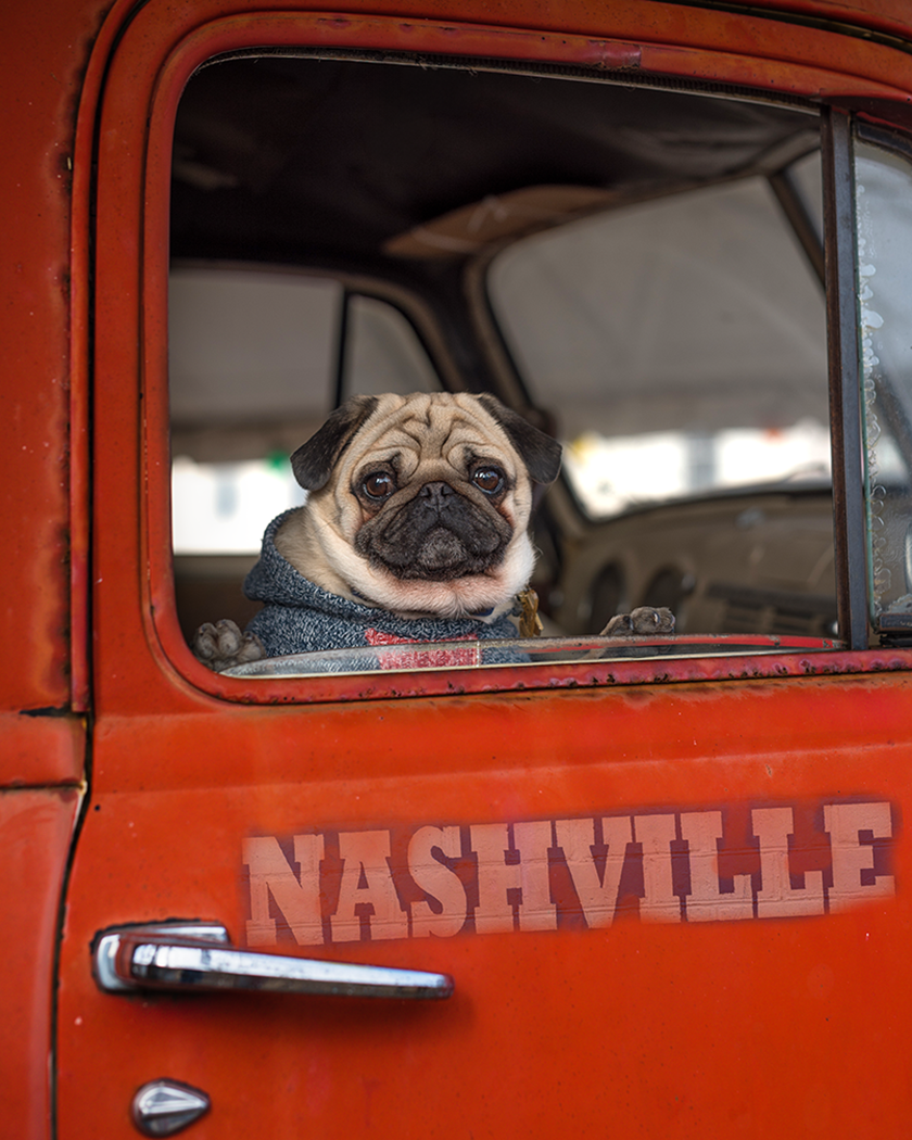 Pug looking at camera from the cab of an old truck for photo shoot