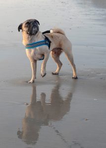 Pu on beach with one foot in the air and wearing Comfortflex sport harness