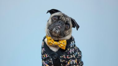 Small pug wearing a bowtie and cardigan for a tilted head pet portrait