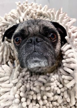 Pug-wrapped-in-nobbly-bathtowel-drying-after-pre-photosession-bath