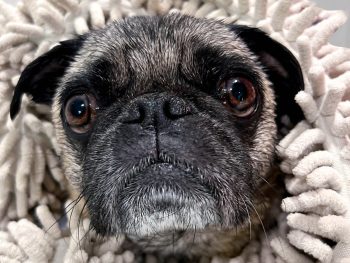Pug-wrapped-in-nobbly-bathtowel-drying-after-pre-photosession-bath