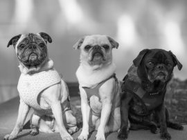 Three little pug in a black and white pet portrait Three dogs sitting on a short wall with a white wall with sunlight on it behind them. they are posing for an on0location pet portrait.