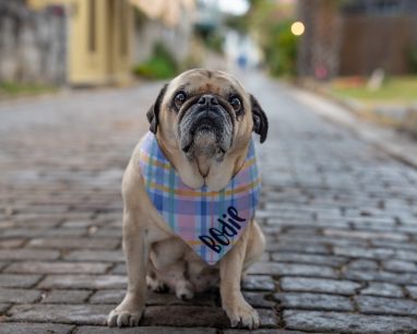 Dog posed in st Augustine for Professional Photos