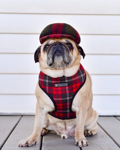 Pug called Bodie wearing a holiday outfit for a Holiday Portrait for a Holiday Card.