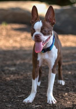 Boston Terrier looking at camera for professional Pet Photos in the park