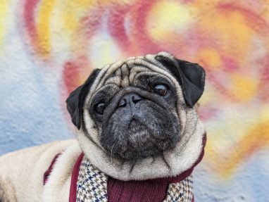 Pug with colorful Wall Mural Behind him for his pet photography photo session