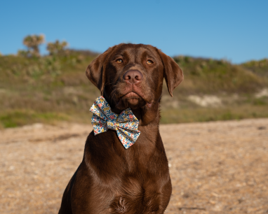 Chocolate Lab looking a little upwards for a super pet portrait on the beach. wEaring a colorful bowtie and sand dunes behind him
