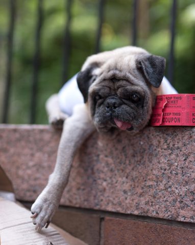 Senior Pug lying on a short wall with railings sleeping. with one leg over the side and roll of red raffle tickets by his little chin.