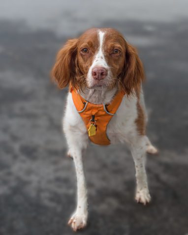 Ginger Spaniel sweetly looking at the camera for a pet portrait