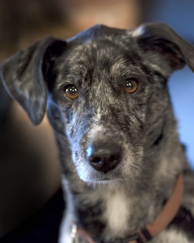 Greyhound relaxed nd looking at camera for pet portrait with a blurred out but colorful background