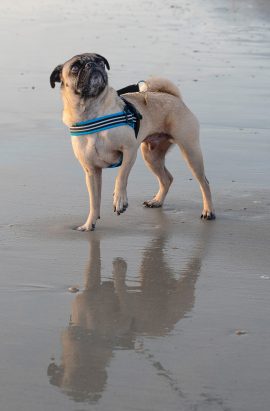 Let’s face it, bath time for our beloved furry friends can often feel like a wrestling match. From muddy paws tracking through the house to the inevitable splashes and sprays, it’s a chore many pet owners dread. While professional grooming is an option, the costs can quickly add up—not to mention the stress some pets experience during the car ride and in an unfamiliar environment. However, a clean coat is the foundation of a great portrait. Here is how to navigate the 