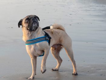 Pu on beach with one foot in the air and wearing Comfortflex sport harness