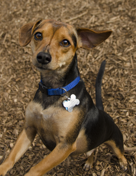 Small tan and black dog pet photo_CGC2399 small mix breed dog looking to camera left for a pet portrait in the dog park
