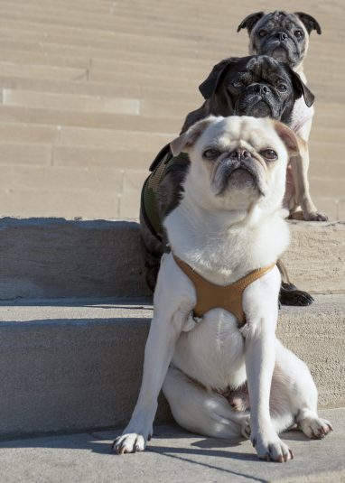 Three little pugs! Sitting in a line one after another going up some steps while posing for a pet portrait.