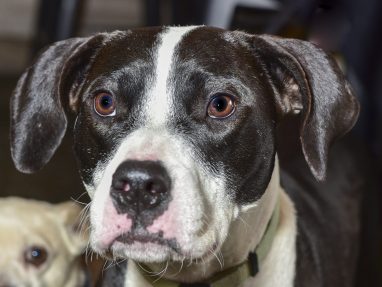 Black and white medium size dog looking away but almost at the camera for a photo